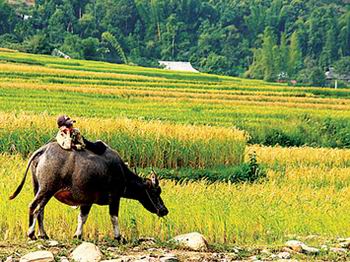 Muong Lo tourism week