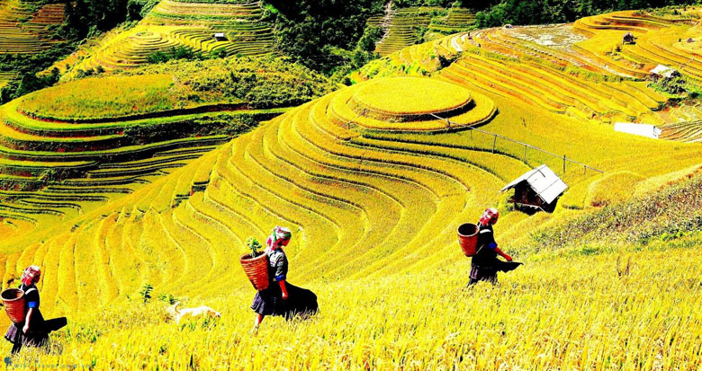 Explore Mu Cang Chai - Sapa