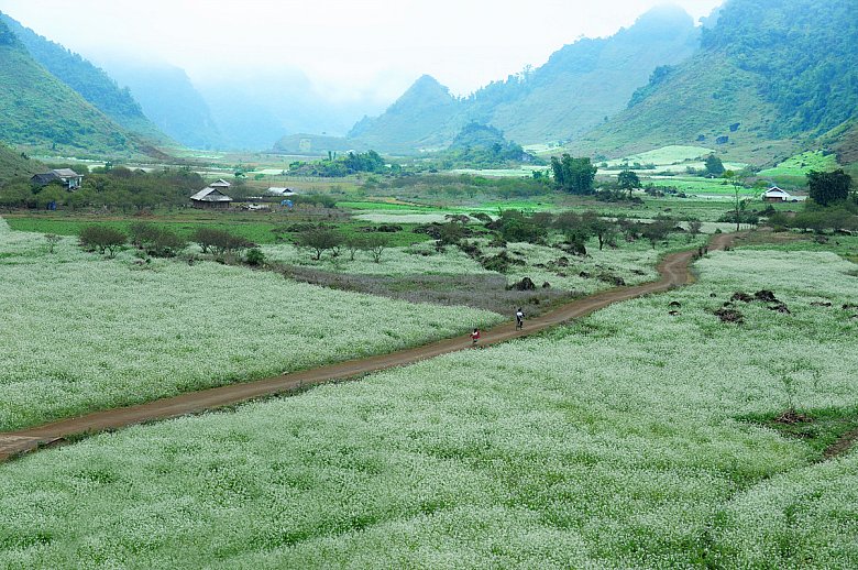 Moc Chau plateau